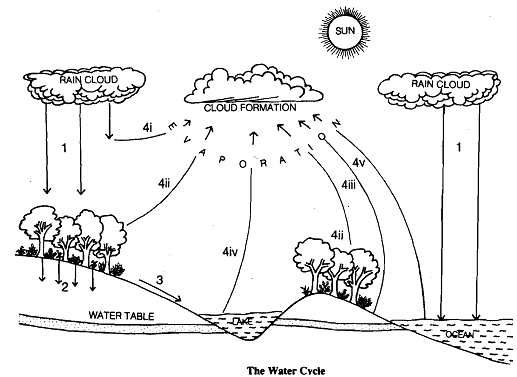 1527_water cycle.png